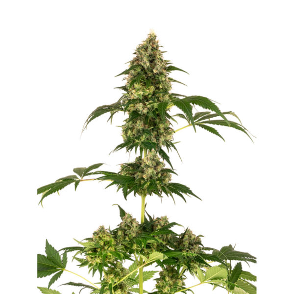 Sensi Seeds 11 Θηλυκοί σπόροι κάνναβης 1 τεμάχιο - Blueberry x Afghani x Silver Haze φωτογραφία φυτού