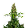 Sensi Seeds #140 Feminized Seeds [Chocolope x Hindu Kush]