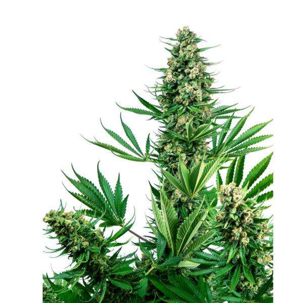 Sensi Seeds 741 Θηλυκοί σπόροι κάνναβης 1 τεμάχιο - Sour Diesel X Afghani σπόρος 1 τεμάχιο - φωτογραφία φυτού