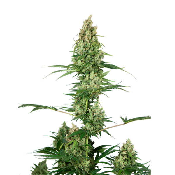 Sensi Seeds Θηλυκοί σπόροι κάνναβης 1 τεμάχιο - Silver Haze x Fire OG, φωτογραφία του φυτού κάνναβης