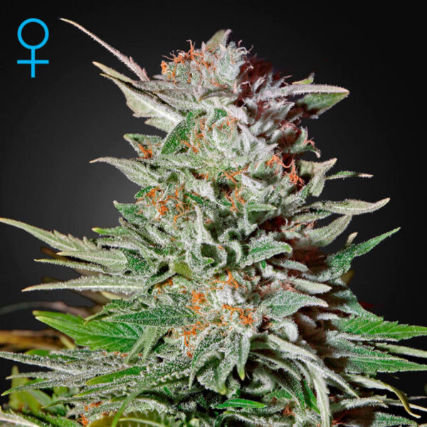 Green House Seeds | Autoflowering Cannabis Seeds - Super Lemon Haze Auto – photo1 -3pcs