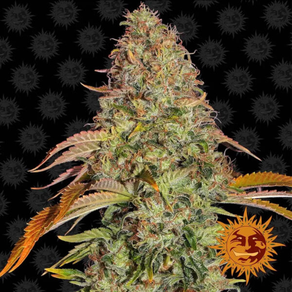 Barneys Farm - Zkittlez Og Auto - cannabis seeds - photo - 3pcs