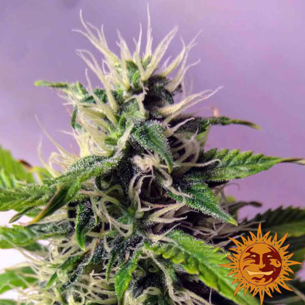 Barneys Farm | Blueberry Cheese Auto – 3pcs close image of the cannabis plant.