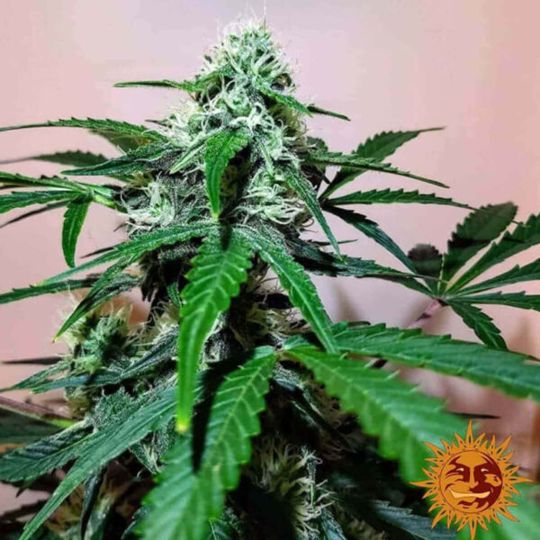 Barneys Farm - Zkittlez Og Auto - cannabis seeds - photo - 2 -3pcs