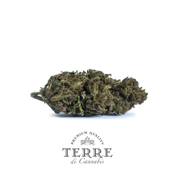 Terre Di Cannabis Diva - 2gr. - buds photo - 3