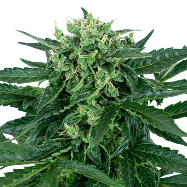 Sensi Seeds | Αυτόματοι Σπόροι Κάνναβης – Sensi Amnesia Auto – 3τεμ - φωτογραφία ανθού - 3