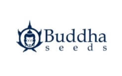 Buddha Seeds