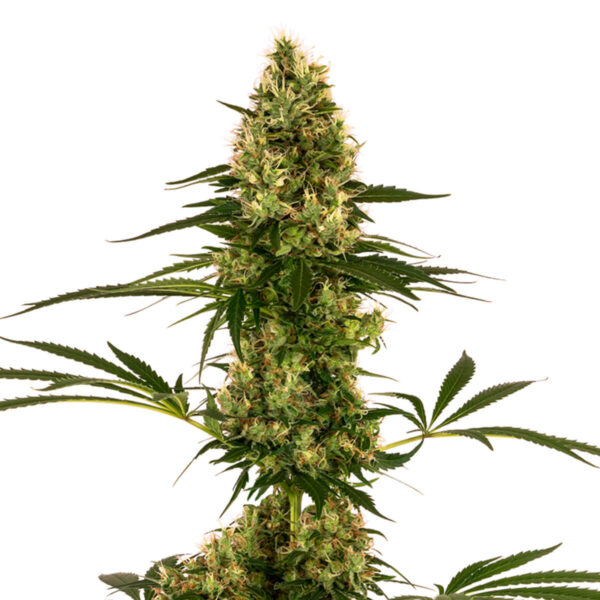 Sensi Seeds brand Auto Flowering Seeds - Blue Bullet strain auto plant image.