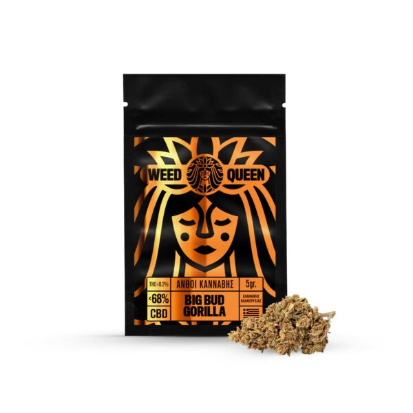 Pesados cogollos de Cannabis CBD con alta concentración de CBD del 68% de la variedad Big Bud Gorilla de Weed Queen y Hempoil CBDoilshop.