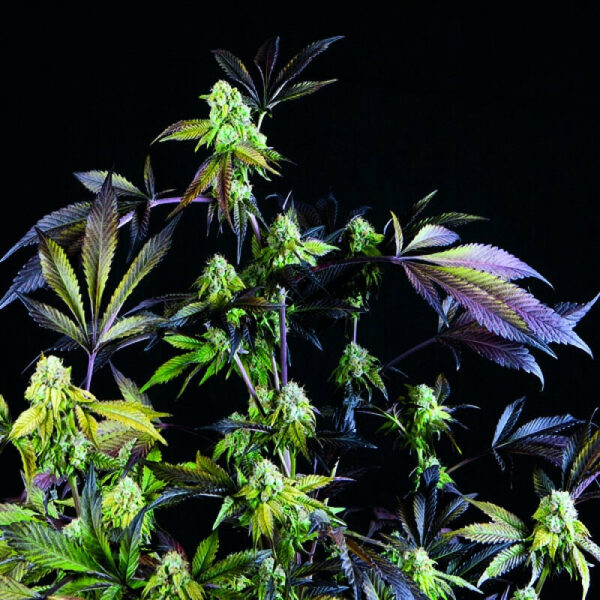 Pyramid Seeds | Feminized Cannabis Seeds - Sunset Sherbet blooming cannabis plant. Cannabis seeds Greece.