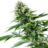 Strain Power Flower Royal Queen Seeds cannabis seeds autoflowering and feminized to buy in Greece and Europe Wholesale and Retail.