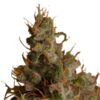 Plant White Widow Royal Queen Seeds cannabis seeds autoflowering and feminized to buy in Greece and Europe Wholesale and Retail.