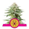 Flowering Power Flower Royal Queen Seeds cannabis seeds autoflowering and feminized to buy in Greece and Europe Wholesale and Retail.