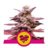 Flowering Wedding Crasher Royal Queen Seeds cannabis seeds autoflowering and feminized to buy in Greece and Europe Wholesale and Retail.