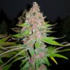 Flowering Purple Queen Royal Queen Seeds cannabis seeds autoflowering and feminized to buy in Greece and Europe Wholesale and Retail.