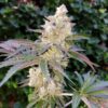 Plant Royal Cookies Royal Queen Seeds cannabis seeds autoflowering and feminized to buy in Greece and Europe Wholesale and Retail.