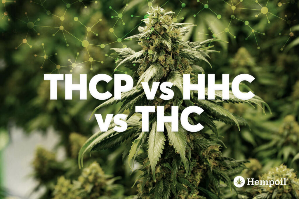 What is THC-P (Tetrahydrocannabiphorol) & CBD-P (Cannabidiphorol) A complete guide for THCP Vapes, THCP Buds and extracts. Greece and Europe.