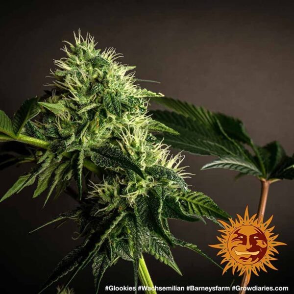 Barney's Farm cannabis seeds autoflowering and feminized to buy in Greece and Europe Wholesale and Retail.