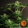 Plant Glookies Barney's Farm cannabis seeds autoflowering and feminized to buy in Greece and Europe Wholesale and Retail.