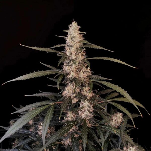 FastBuds cannabis seeds autoflowering and feminized to buy in Greece and Europe Wholesale and Retail.