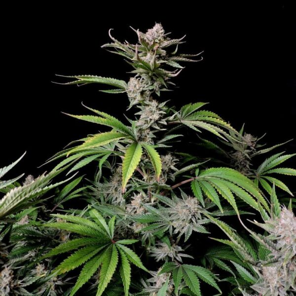 FastBuds cannabis seeds autoflowering and feminized to buy in Greece and Europe Wholesale and Retail.