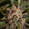 FastBuds σπόροι κάνναβης αυτόματοι και θηλυκοί για αγορά Ελλάδα και Ευρώπη Χονδρική και Λιανική