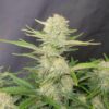 Φυτό Apricot Auto FastBuds σπόροι κάνναβης αυτόματοι και θηλυκοί για αγορά Ελλάδα και Ευρώπη Χονδρική και Λιανική.