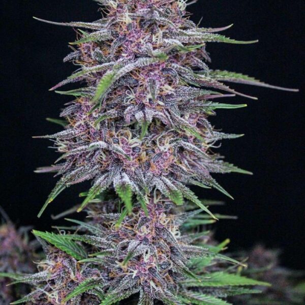 Fast Buds cannabis seeds autoflowering and feminized to buy in Greece and Europe Wholesale and Retail.