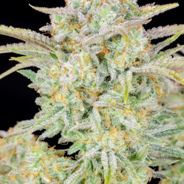 Fast Buds cannabis seeds autoflowering and feminized to buy in Greece and Europe Wholesale and Retail.