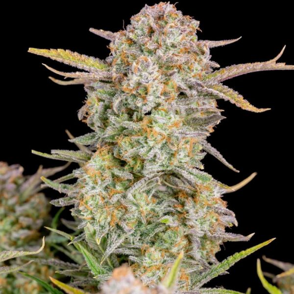 Plant Bruce Banner Auto Fast Buds cannabis seeds autoflowering and feminized to buy in Greece and Europe Wholesale and Retail.