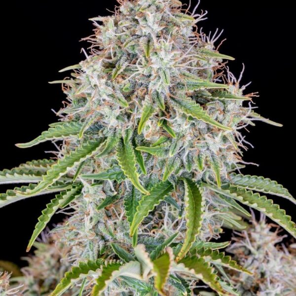 Fast Buds cannabis seeds autoflowering and feminized to buy in Greece and Europe Wholesale and Retail.