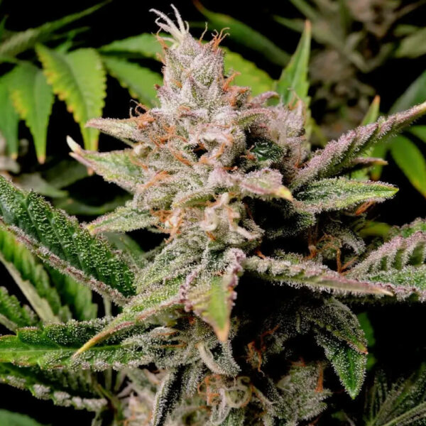 FastBuds cannabis seeds autoflowering and feminized to buy in Greece and Europe Wholesale and Retail.