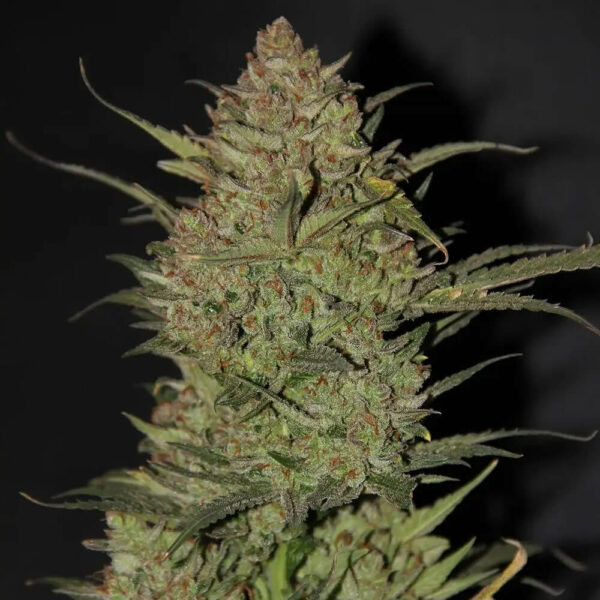 FastBuds cannabis seeds autoflowering and feminized to buy in Greece and Europe Wholesale and Retail.