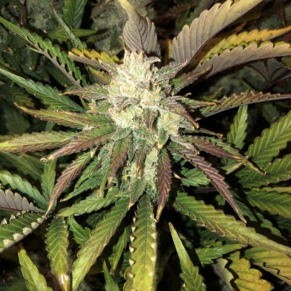 FastBuds cannabis seeds autoflowering and feminized to buy in Greece and Europe Wholesale and Retail.