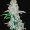 Plant Gorilla Auto FastBuds cannabis seeds autoflowering and feminized to buy in Greece and Europe Wholesale and Retail.