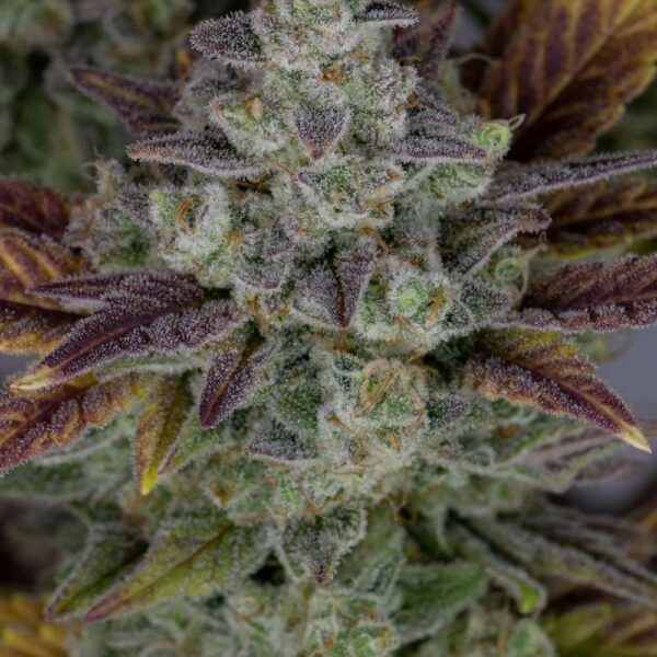 Fast Buds cannabis seeds autoflowering and feminized to buy in Greece and Europe Wholesale and Retail.