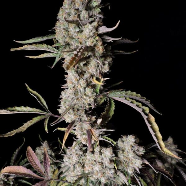 Fast Buds cannabis seeds autoflowering and feminized to buy in Greece and Europe Wholesale and Retail.