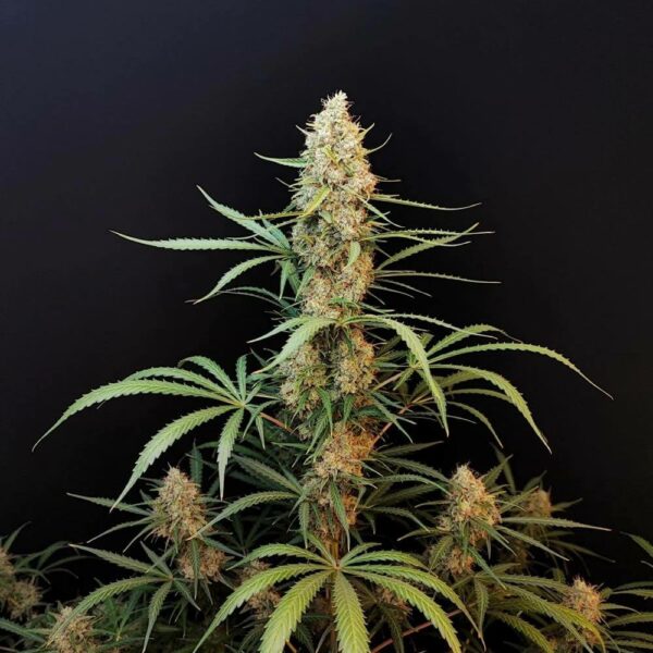 Fast Buds cannabis seeds autoflowering and feminized to buy in Greece and Europe Wholesale and Retail.