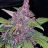 FastBuds cannabis seeds autoflowering and feminized to buy in Greece and Europe Wholesale and Retail.