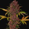 Plant LSD 25 Auto FastBuds cannabis seeds autoflowering and feminized to buy in Greece and Europe Wholesale and Retail.