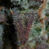 Flowering Lemon AK Auto Fast Buds cannabis seeds autoflowering and feminized to buy in Greece and Europe Wholesale and Retail.
