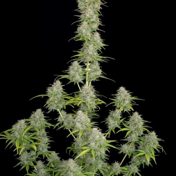 Fast Buds cannabis seeds autoflowering and feminized to buy in Greece and Europe Wholesale and Retail.