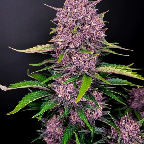 FastBuds cannabis seeds autoflowering and feminized to buy in Greece and Europe Wholesale and Retail.