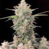 Fast Buds cannabis seeds autoflowering and feminized to buy in Greece and Europe Wholesale and Retail.