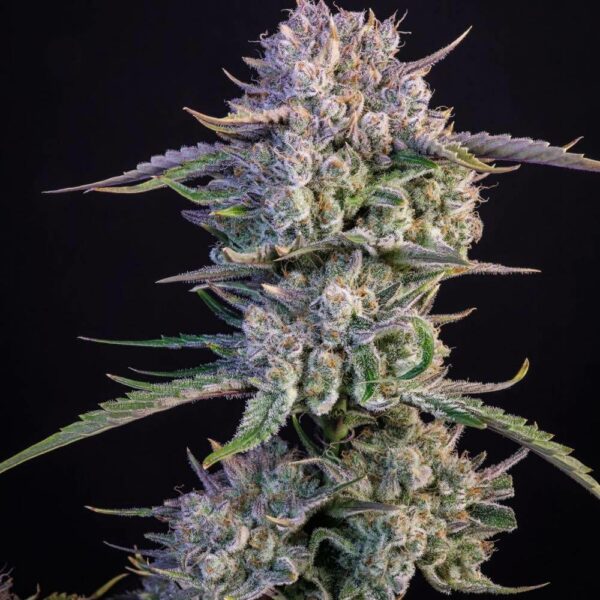 Fast Buds cannabis seeds autoflowering and feminized to buy in Greece and Europe Wholesale and Retail.