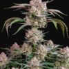 Plants Strawberry Gorilla Auto Fast Buds cannabis seeds autoflowering and feminized to buy in Greece and Europe Wholesale and Retail.