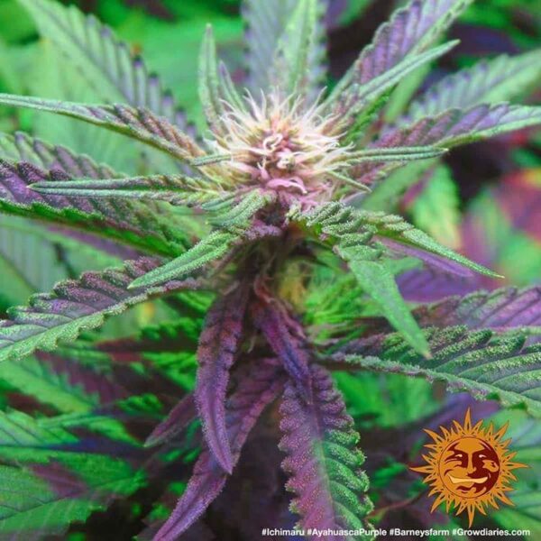 Barney’s Farm cannabis seeds autoflowering and feminized to buy in Greece and Europe Wholesale and Retail.