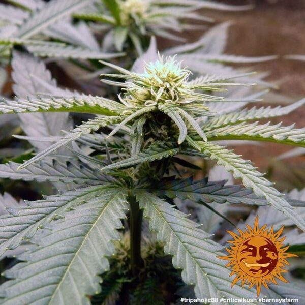 Barney's Farm  cannabis seeds autoflowering and feminized to buy in Greece and Europe Wholesale and Retail.