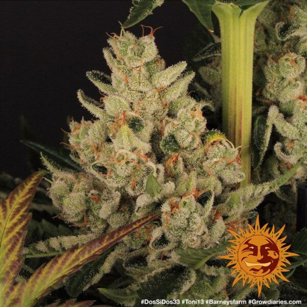 Barney’s Farm cannabis seeds autoflowering and feminized to buy in Greece and Europe Wholesale and Retail.