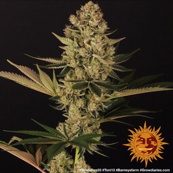 Plant Dos-Si-Dos Barney's Farm cannabis seeds autoflowering and feminized to buy in Greece and Europe Wholesale and Retail.